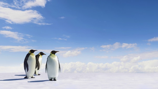Tre keiserpingviner som står sammen på isen i Antarktis