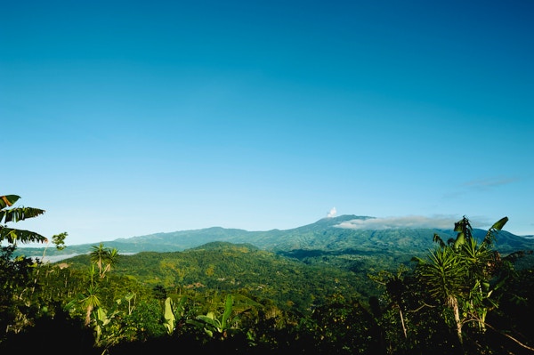 utsikt over en tropisk skog