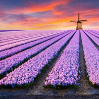 Dramatisk vårscene på blomstergården. Fargerik solnedgang i Nederland, Europa. Felt av blomstrende hyacintblomster i Holland.