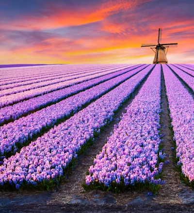Dramatisk vårscene på blomstergården. Fargerik solnedgang i Nederland, Europa. Felt av blomstrende hyacintblomster i Holland.