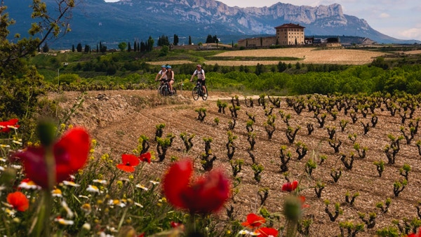 sykling på fin grusvei mellom vingårder, vinranker og nydelige blomster med fjell i bakgrunn