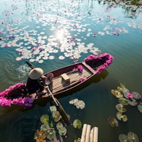 Yen-elv med robåt som høster vannlilje i Ninh Binh, Vietnam