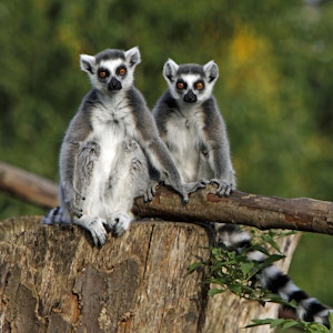 Lemurer på Madagaskar sitter på en trestamme