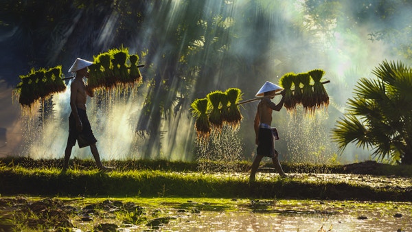 Bønder bærer frøplanter. Folk i samfunnet jobber sammen for å bringe ris sammen. Levemåten til Sørøst-asiatiske mennesker som går gjennom landlige områder, rismarker, jobber hardt i rismarkene, Thailand.