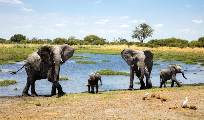 Elefantfamilie ved vannhull, Chobe nasjonalpark, Botswana, Africa