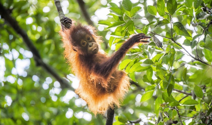 Liten orangutangbay klartrer i et tre.
