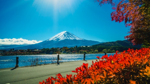 Fargerik høst i Fuji-fjellet, Japan - Kawaguchiko-sjøen er et av de beste stedene i Japan å glede seg over Mount Fuji-landskapet med lønneblader som endrer farge og gir bilde av de bladene som rammer inn Fuji-fjellet.