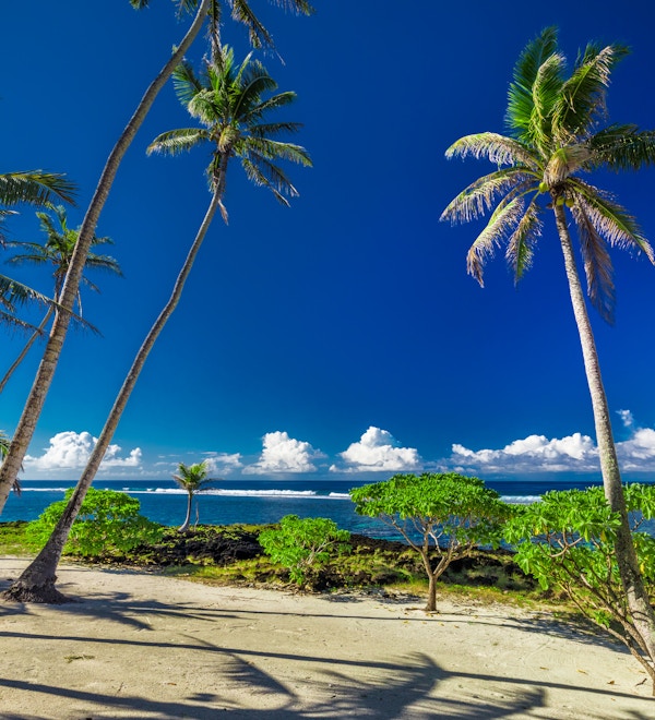 Tropisk strand og hav på øya Samoa med palmer sent på ettermiddagen