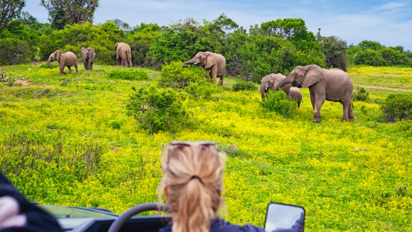 Luksusafari i Sør-Afrika. Observerende beitende elefanter i villmarken ute fra kabriolet terrengkjøretøy. Game drive med kvinneguide.