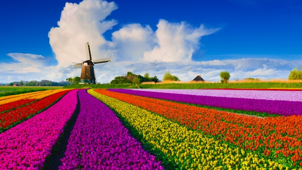 Fargerikt tulipanfelt foran en nederlandsk vindmølle under en pent skyfri himmel.