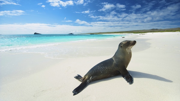 Sjøløve som soler seg på en hvit strand med turkis av i Gardner Bay, Espanola Island, Galapagos
