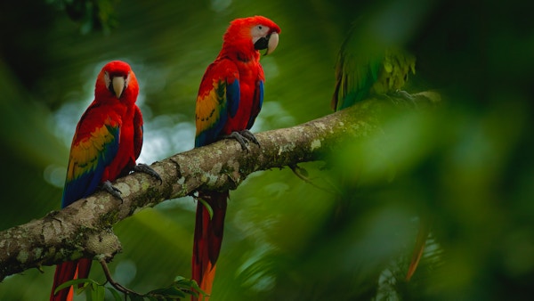 Rød papegøye Scarlet ara, Ara macao, fugl sitter på grenen med mat, Brasil. Dyrelivsscene fra tropisk skog. Vakker papegøye på tregren i naturens habitat.