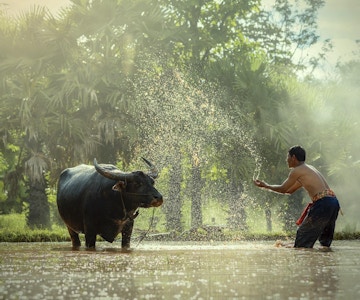 En bonde og hans okse, Thailand