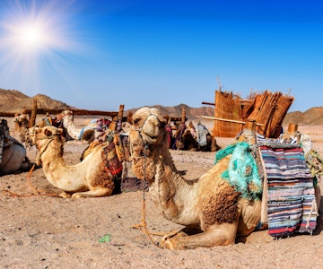Kameler ligger på bakken i ørkenen med fjell bak.