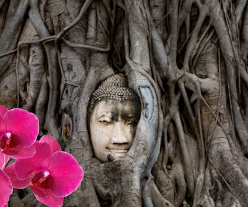 Montasje med buddha-ansikt i trerøtter og rosa orkidé i forgrunnen.