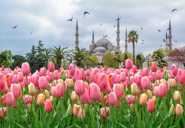 Den blå moskeen, (Sultanahmet Camii) med rosa tulipaner, Istanbul, Tyrkia