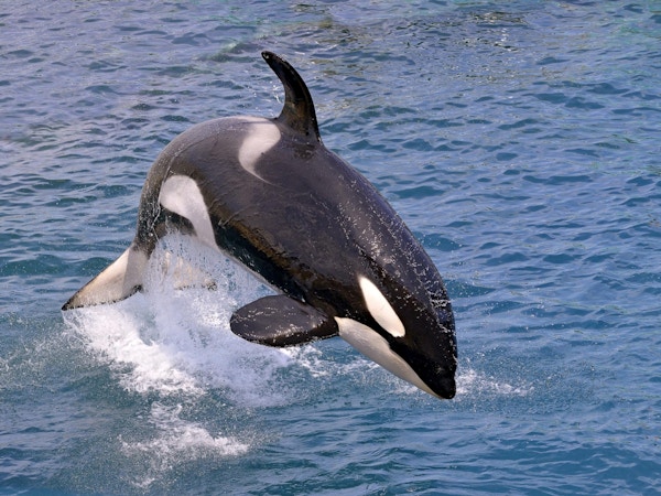 Spekkhogger (Orcinus orca) bryter vannflaten.