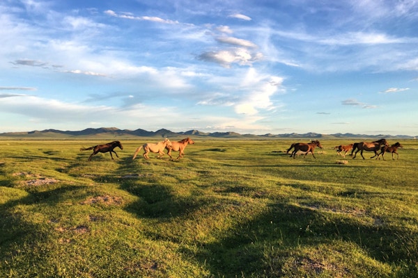 Vilde hester løper ved solnedgang i Hustai nasjonalpark i sentrale Mongolia om sommeren