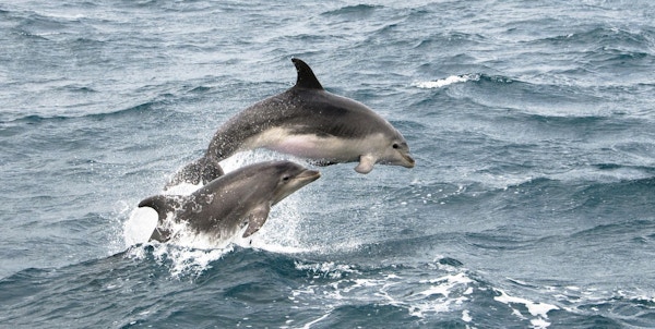 To delfiner i fri utfoldelse.
