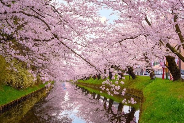 Sakura - Cherry Blossom i Hirosaki-parken, en av de vakreste sakura-stedene i Tohoku-regionen og Japan