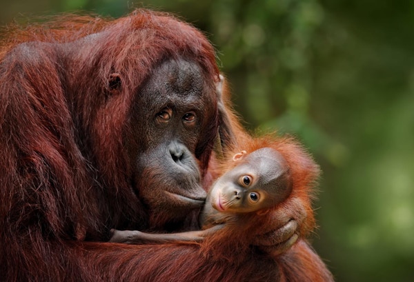 Orangutanger på Borneo.