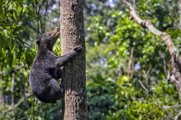 Bjørn i et tre på Borneo.