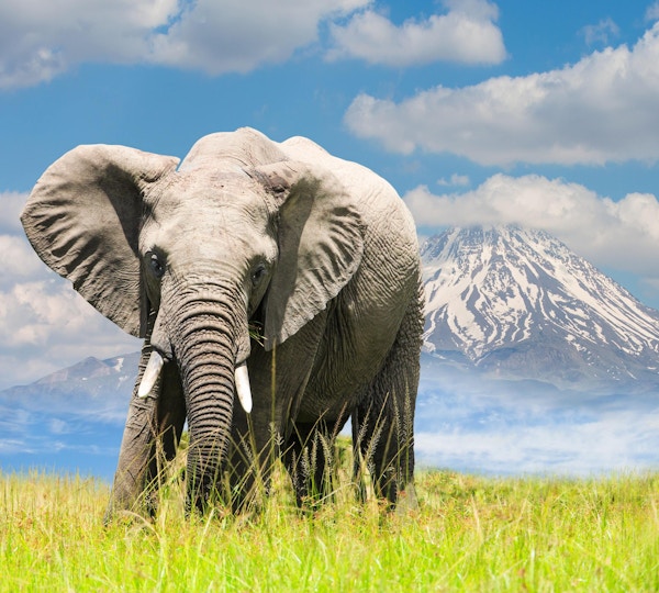 En vill afrikansk elefant og fjell i bakgrunnen