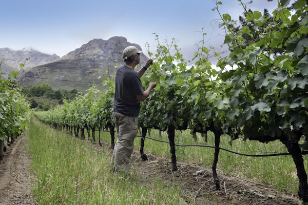 En mann sjekker avlingen i Stellenbosch vinlandsregioner nær Cape Town.