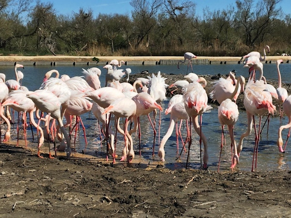 Rosa flamingoer i Camargue