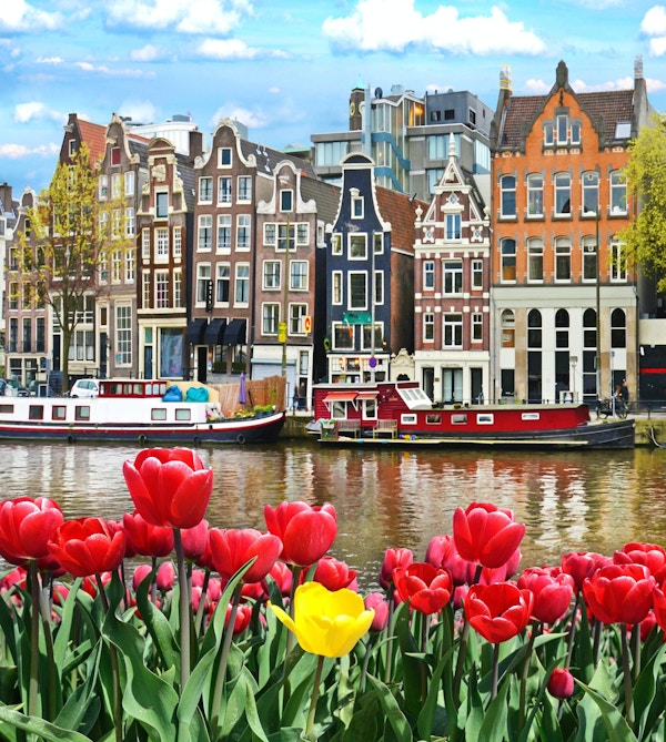 Nydelig landskap med tulipaner og hus i Amsterdam, Holland (gratulasjonskort - konsept)