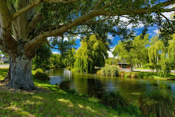 Piletrær ved Avon River i Christchurch, New Zealand