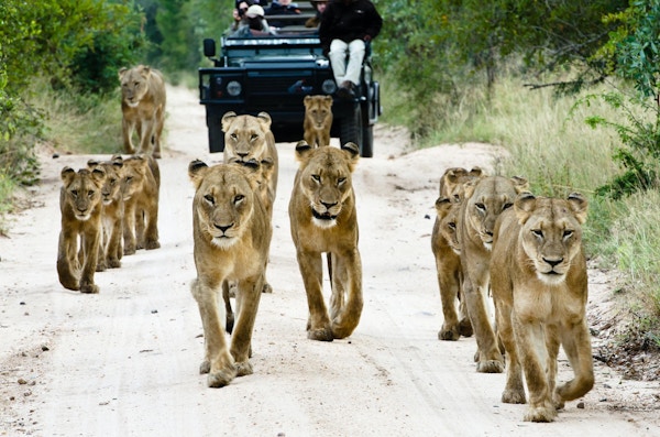 En flokk hunnløver og løveunger går foran en safarijeep