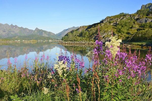 Sommermorgen på Lofoten (Norge)