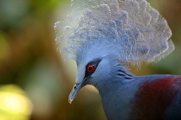 Nærbilde av gråblå fugl med røde øyne og imponerende hodepynt.
