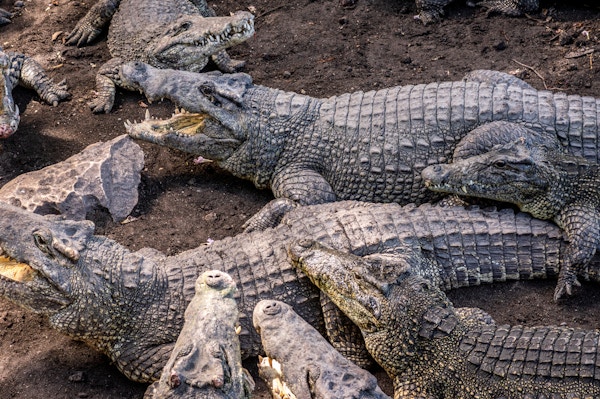 stor gruppe cubanske krokodiller, Zapata Swamp, Zapata Peninsula, Cuba