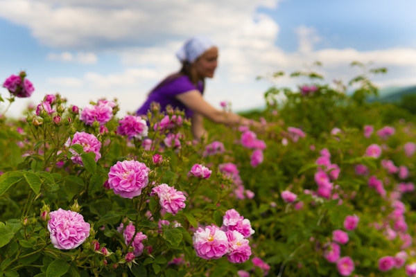 Olje Rose blomster i blomst. Arbeidere som samler oljeroseblomster fra de blomstrende buskene på tradisjonell måte i bulgarske oljerosefelt i fanget av fjellene.