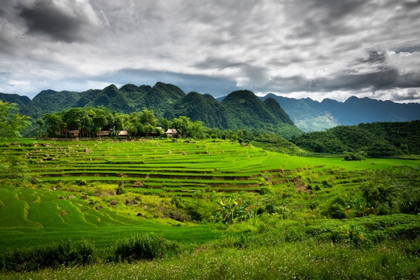 Grønne rismarker med hus og skogkledte fjell i bakgrunnen. Foto.