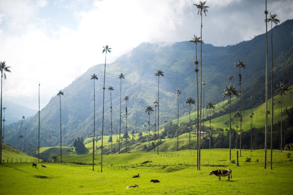 En ku står i Valle de Cocora (Valley of the Wax Palm), i nærheten av Salento, Colombia. Dalen er fylt av høye palmer. Dette er en nasjonalpark.