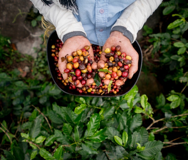 Innsamling av rå kaffebønner på en colombiansk gård - innhøsting