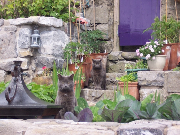 To katter i en steintrapp med blomsterpotter.