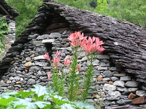 Italia lago maggiore cavandone casa in pietra hus blomst