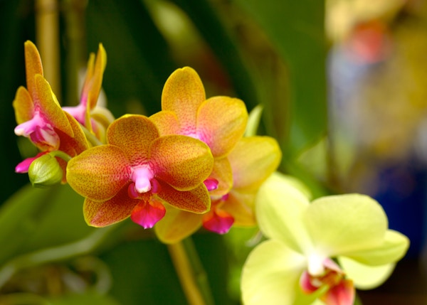 Colombia i Sør-Amerika er kjent for sine blomster. Fotografiet viser en eksotisk orkide. Fokus er på blomsten i midten. Grunn feltdybde gjør den grønne bakgrunnen uskarp. Foto tatt i naturlig dagslys; horisontalt format.