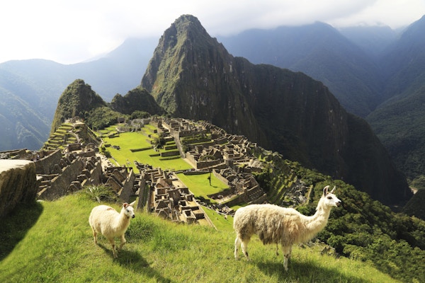 Llama på Machu Picchu i Peru