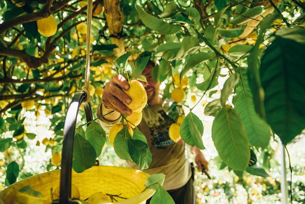 En mann plukker en sitron fra treet fullt med gule frukter