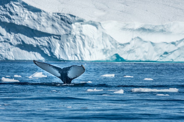 Pukkelhval som fôrer i det rike isvannet blant gigantiske isfjell ved munningen av Isfjorden, Ilulissat, Grønland