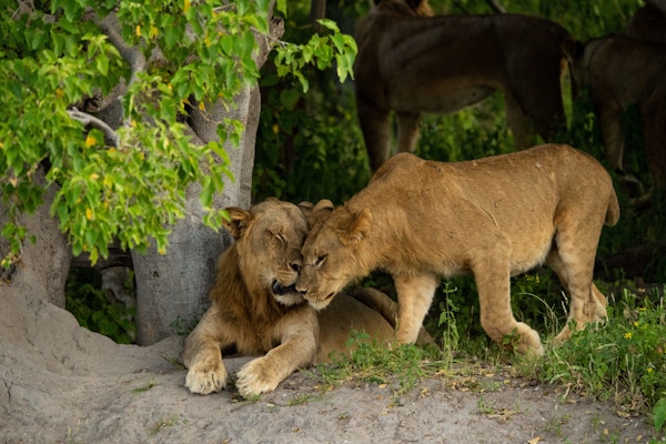 Zambezi queen collection wildlife lion andrew morgan 4763