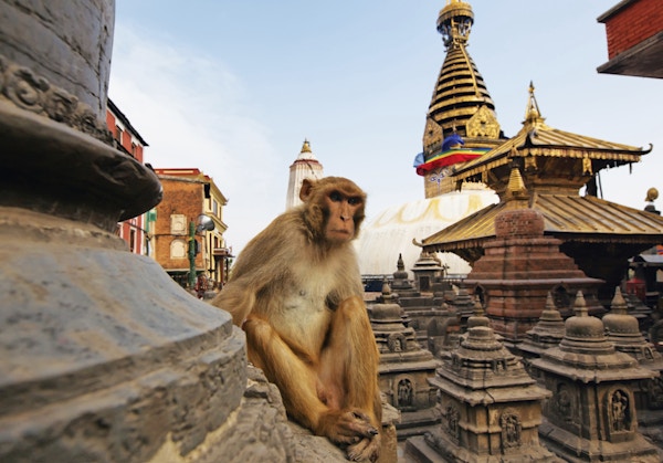 Sittende ape på swayambhunath stupa i Katmandu, Nepal