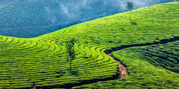 Kerala India reisebakgrunn - panorama av grønne teplantasjer i Munnar, Kerala, India - turistattraksjon