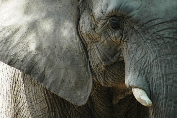 Øye, øre og tann på elefant.