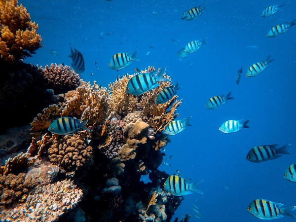 Stripete fisk svømmer i flokk ved korallrevet i det blå havet